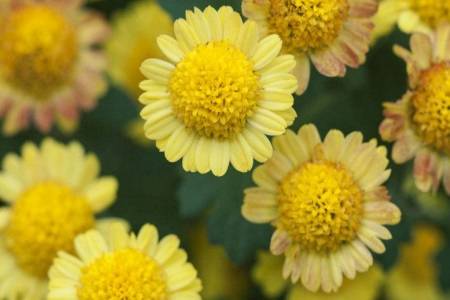 痔瘡的癥狀及治療方法，女性如何判斷自己得了痔瘡？