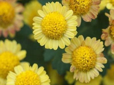 痔瘡的癥狀及治療方法，女性如何判斷自己得了痔瘡？