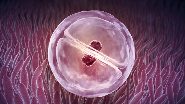 女性卵泡發(fā)育不良怎么辦 應(yīng)對(duì)卵泡異常的4個(gè)方法-易網(wǎng)<a href=http://www.gyfww.com/ target=_blank class=infotextkey>健康養(yǎng)生</a>網(wǎng) 女性卵泡發(fā)育不良怎么辦 應(yīng)對(duì)卵泡異常的4個(gè)方法