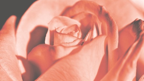 直男必看！實用的表白情話干貨分享