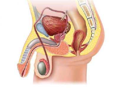 男性性緊張易勃起不堅怎么治 男性勃起不堅3招持久勃起