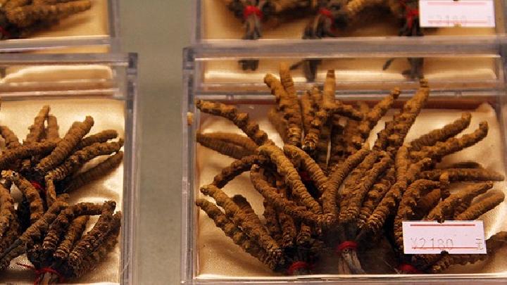 男性吃冬蟲夏草可以壯陽嗎 冬蟲夏草該怎么吃壯陽效果最佳