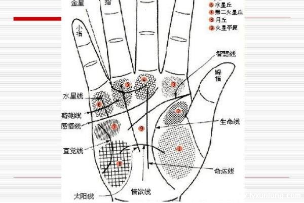 掌紋圖解女右手詳解圖片，事業線到中指根部會有所成就