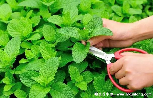 薄荷為什么是姨媽殺手，雖能緩解痛經(jīng)但害處也是日積月累