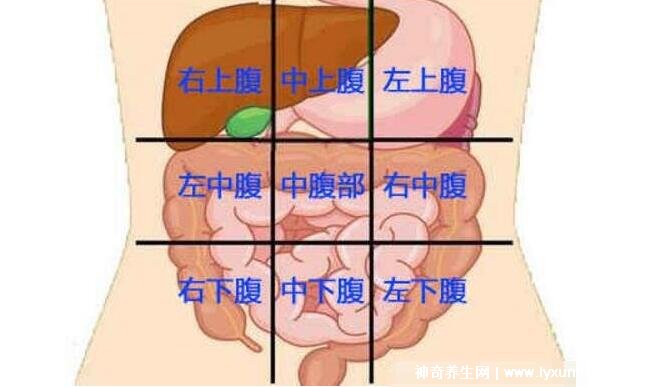 女性下腹疼痛部位圖解位置，左下腹痛警惕卵巢囊腫/輸卵管炎