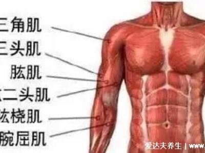 一頭肌是在什么部位圖片，肱二頭肌的下半部分(醫(yī)學(xué)上并不存在)