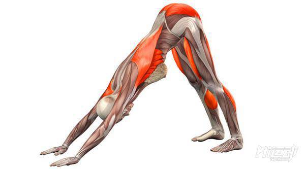 每天一式學(xué)瑜伽：下犬式！有效改善頭痛與失眠