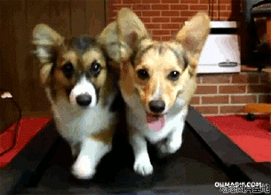 愛健身的逆天狗狗 你還有理由不動嗎