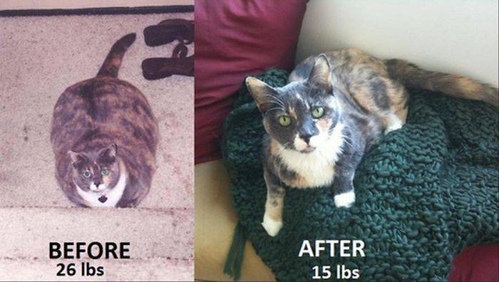 意志與努力的結(jié)晶：20組勵(lì)志減肥故事