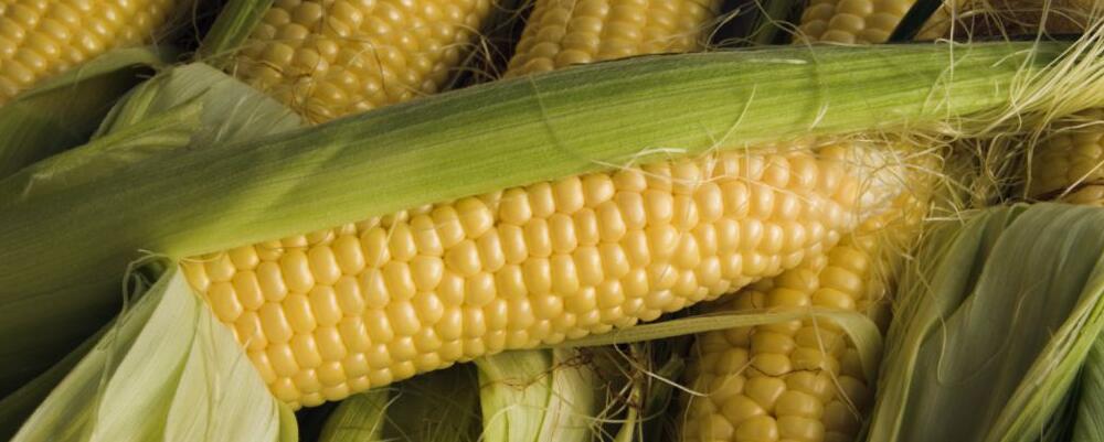 電腦辦公族如何減肥 推薦十種刮油的食物-易網(wǎng)<a href=http://www.gyfww.com/ target=_blank class=infotextkey>健康養(yǎng)生</a>網(wǎng) 電腦辦公族如何減肥 推薦十種刮油的食物