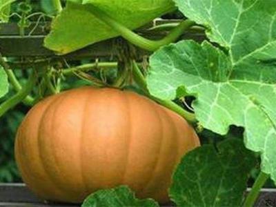 女人用南瓜減肥誤區是什么