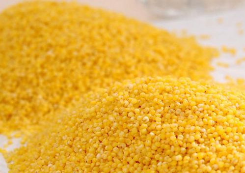 喝10天小米粥瘦了15斤