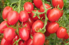 一周瘦幾斤效果好