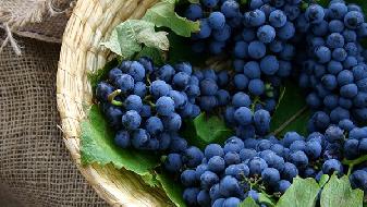 飲食減肥吃菜是否要“漂一漂”