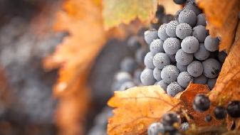 減肥須知，這些巧克力容易增肥