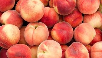 各國強效飲食飲食減肥法大pk