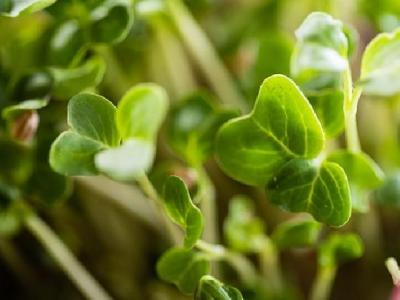 經(jīng)期如何減肥？經(jīng)期后七天減肥法推薦