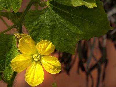 剖腹產多久才可以減肥？產后減肥飲食要注意什么？