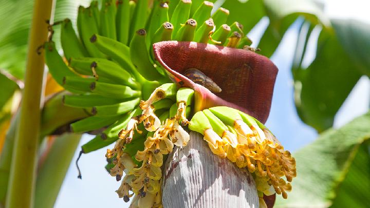 干苦瓜減肥效果怎么樣?干苦瓜減肥的正確方法-易網健康<a href=http://www.gyfww.com/jkys/ target=_blank class=infotextkey>養生</a>網 干苦瓜減肥效果怎么樣?干苦瓜減肥的正確方法