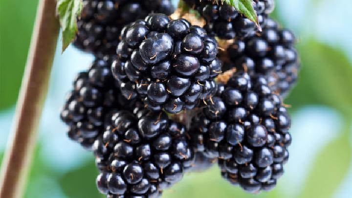 減肥這樣吃輕松瘦全身 教你2款蔬菜減肥沙拉的做法