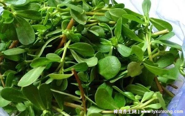 蜂蜜加什么美白淡斑，蜂蜜檸檬面膜效果最好(附祛斑偏方)