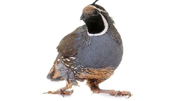 快速減肥的方法不吃藥有哪些？如何減肥更快？