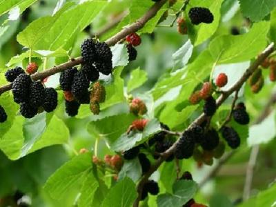 鹽水減肥法要怎么操作？教你兩步完成減肥工作