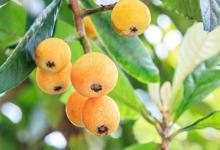 秋季支氣管炎怎么辦 中醫(yī)藥膳能緩解