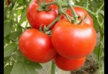 孕婦為什么喜歡吃酸？酸食選擇有講究