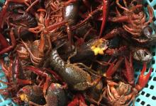 酸菜小龍蝦的做法-酸辣味炒菜譜