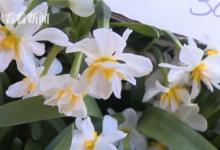 錯把水仙當大蒜食用 母女倆中毒入院