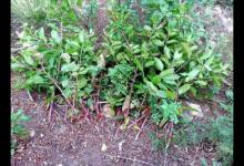 摘野菜煮面3人住進(jìn)ICU 這6種野菜要慎吃