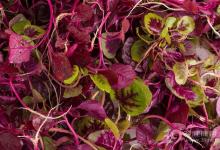 你知道嗎？夏天常吃莧菜有這4個(gè)好處