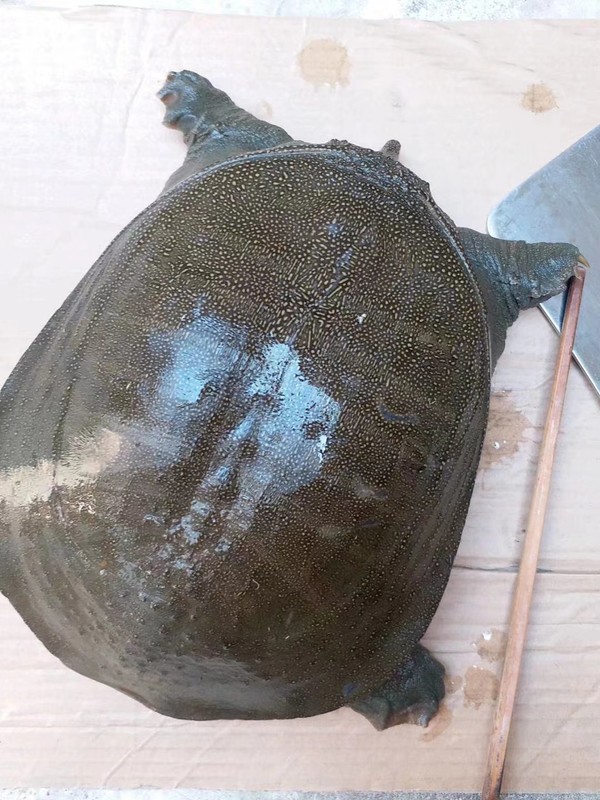 紅燒野生大王八的做法-咸鮮味燒菜譜