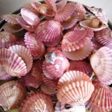 清蒸扇貝的做法-咸鮮味蒸菜譜