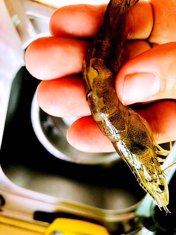 避風(fēng)塘炒蝦的做法-咸鮮味炒菜譜