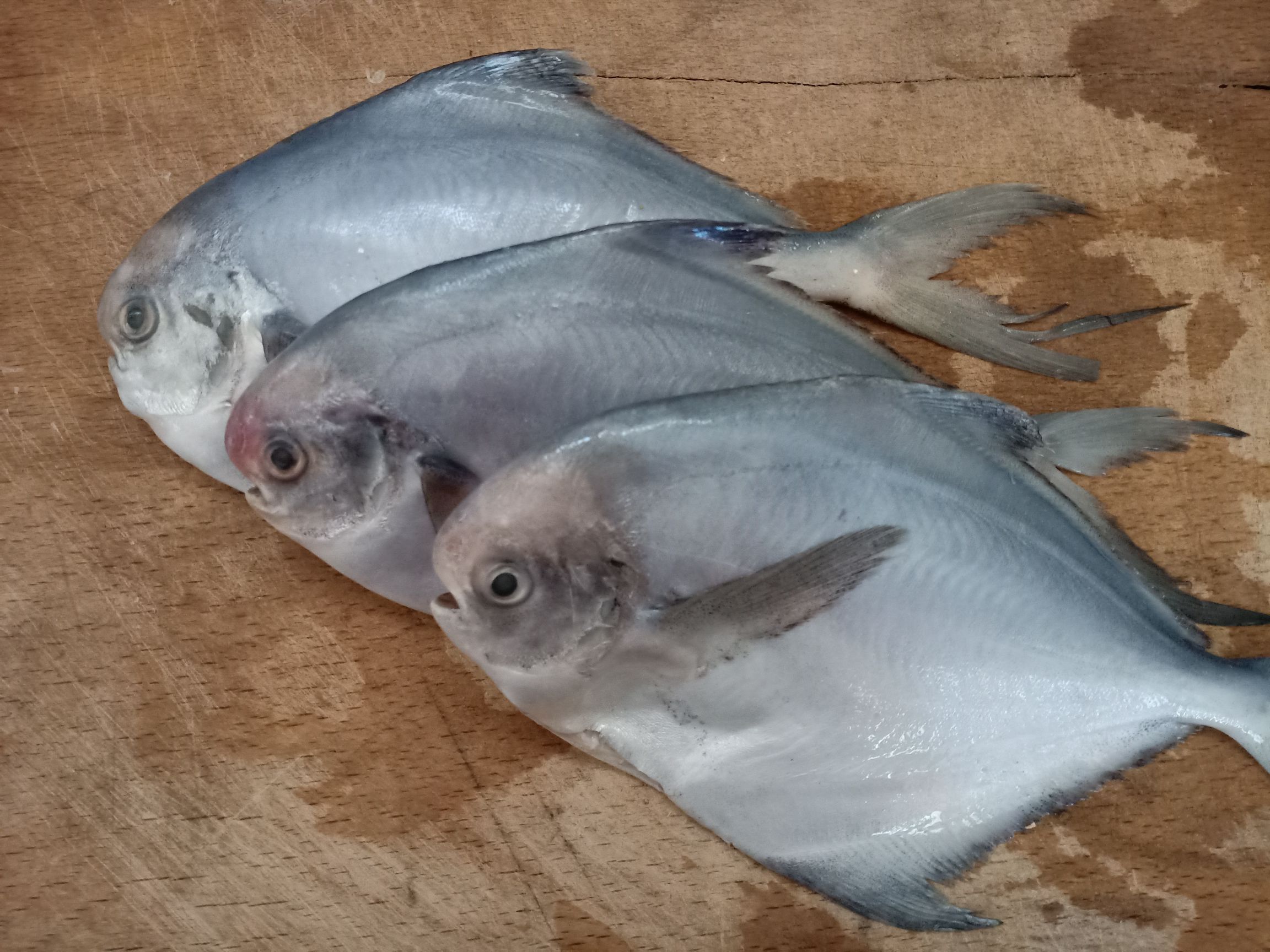 香煎鯧魚的做法-咸鮮味煎菜譜