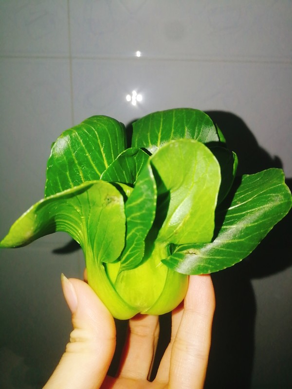 清炒小油菜的做法-家常味炒菜譜-易網<a href=http://www.gyfww.com/ target=_blank class=infotextkey>健康養生</a>網 清炒小油菜的做法-家常味炒菜譜