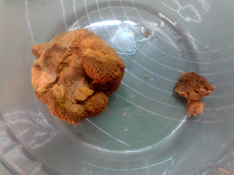 參芪猴菇燉雞的做法-咸鮮味燉菜譜