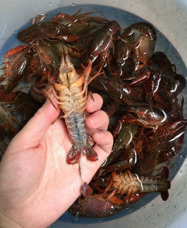 麻辣小龍蝦的做法-香辣味炒菜譜