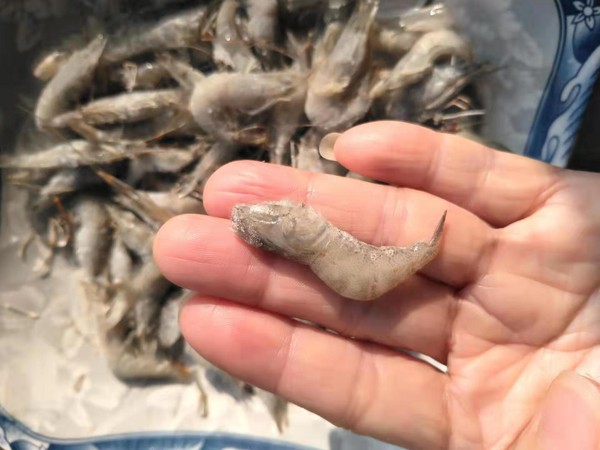 開胃河蝦的做法-酸甜味炒菜譜