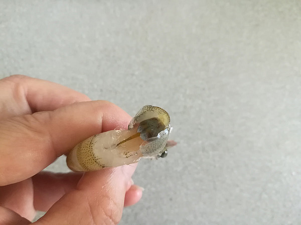 蒜蓉米粉蒸蝦的做法-家常味蒸菜譜