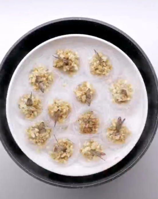 鴻運沖天蝦的做法-蒜香味蒸菜譜