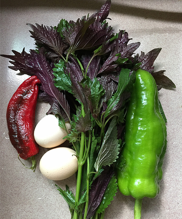 紫蘇煎雞蛋的做法-家常味煎菜譜