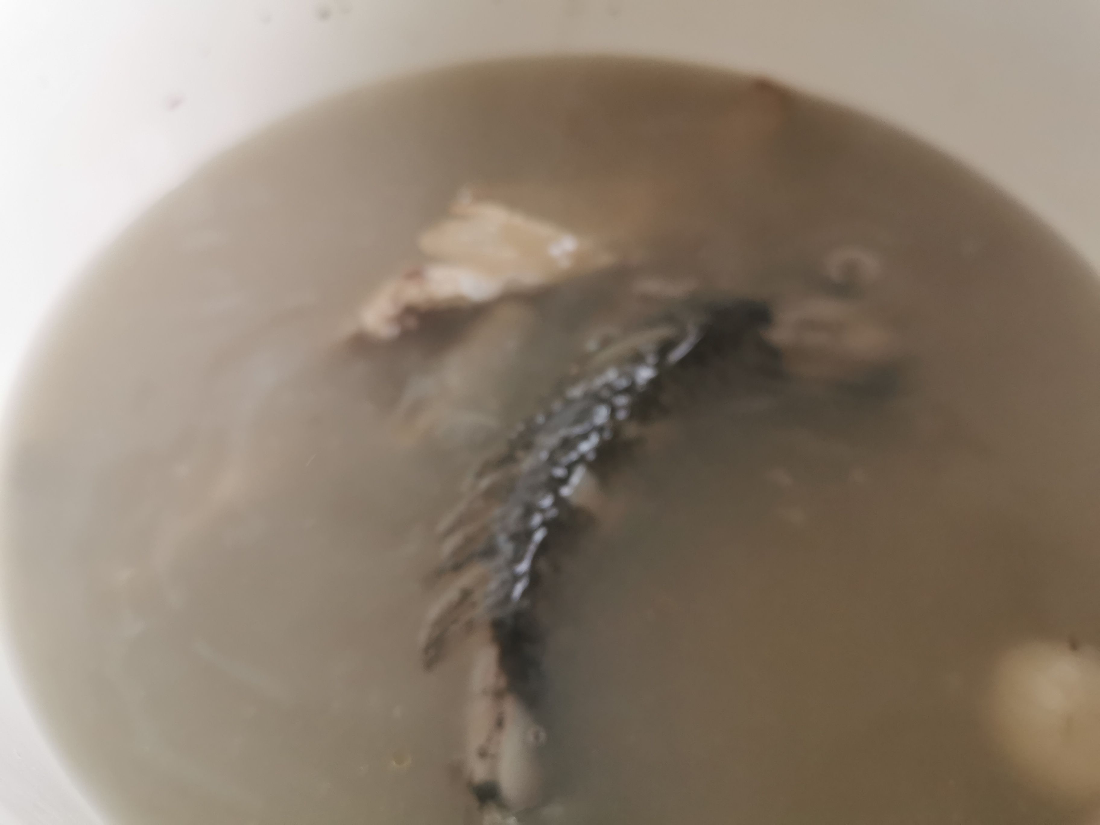 鯽魚豆腐湯的做法-家常味燉菜譜