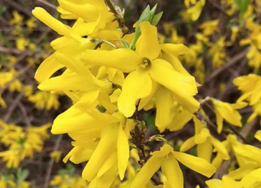 連翹花煎餅的做法-家常味煎菜譜