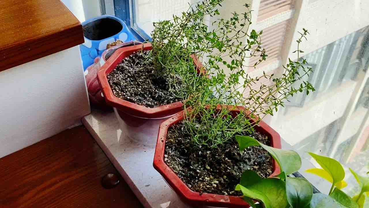 百里香煎牛排的做法-咸鮮味煎菜譜