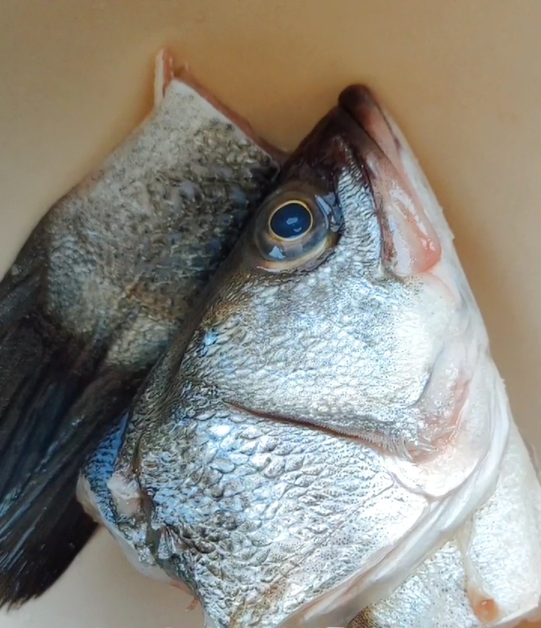 臭鱸魚的做法-其它口味其它工藝菜譜