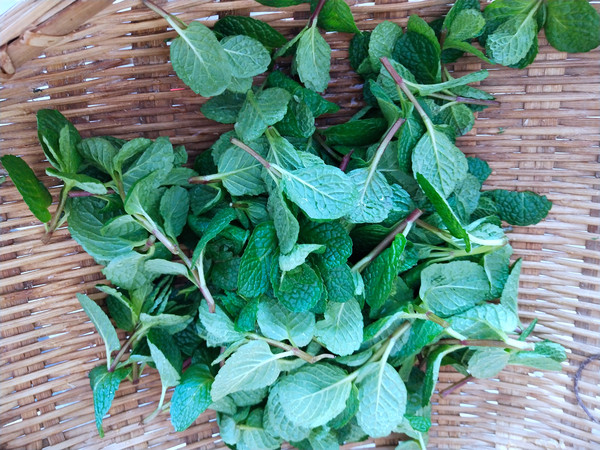 熗拌十香菜的做法-家常味拌菜譜-易網健康養生網 熗拌十香菜的做法-家常味拌菜譜