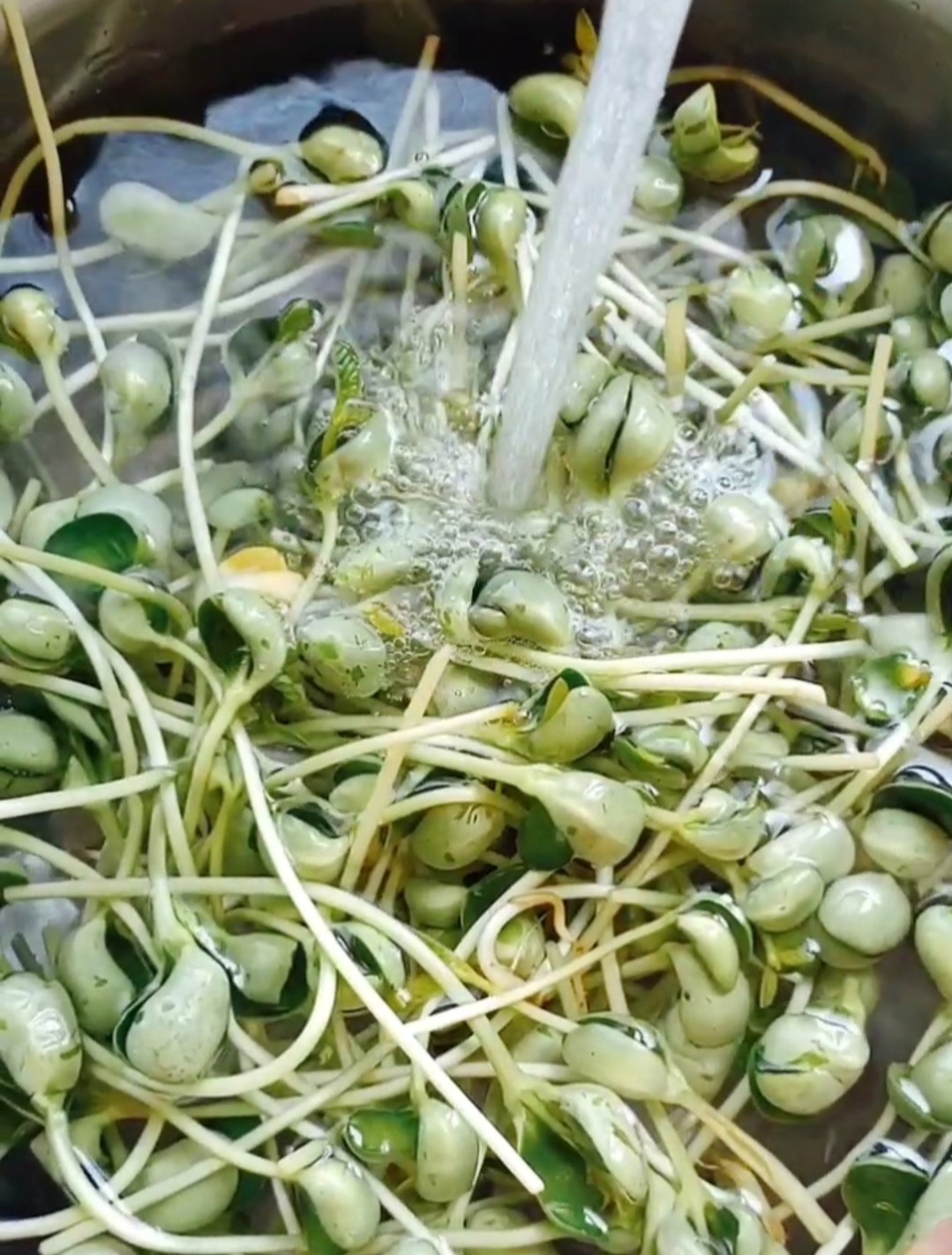 鳳尾雀巢的做法-咸鮮味炒菜譜